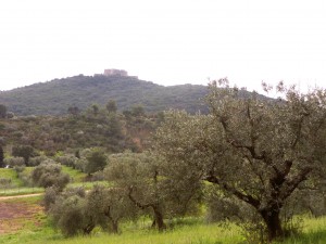 Forte Stella, da un oliveto vicino