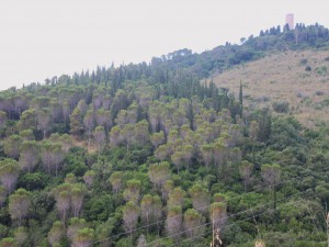 La pineta dell'Argentiera