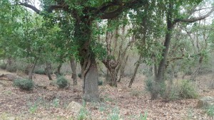 Un passaggio nel bosco, del nostro trekking